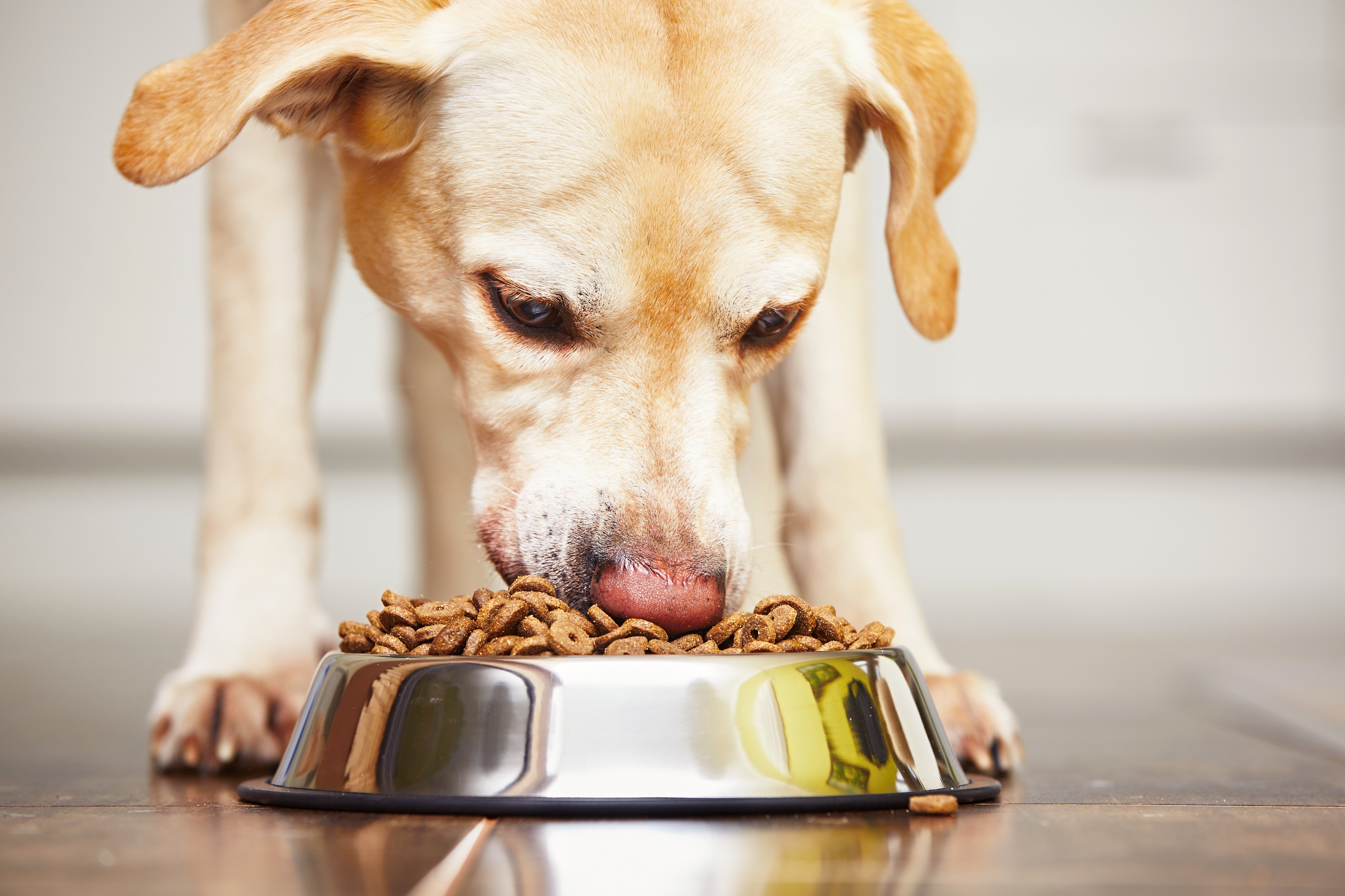 Getreidefreies Hundefutter - Was ist das und ist es gut für meinen Hund?