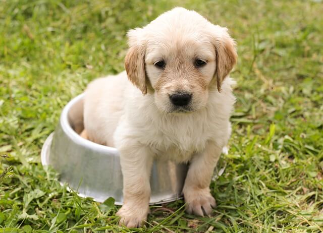 Dürfen Hunde Bohnen essen? 