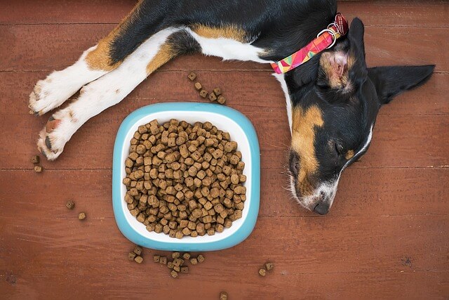 Was dürfen Hunde nicht essen – Giftige Lebensmittel für Hunde