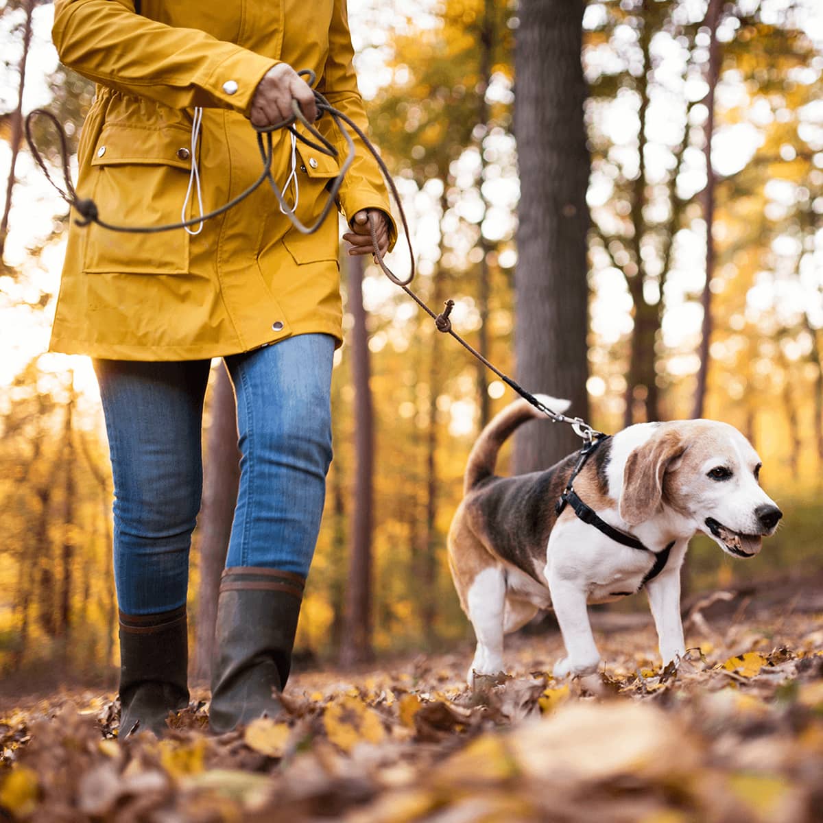 MrCrumble_IN-Posts_2018-11-XX_Sport_Bewegung Sport frei: So halten Sie sich und Ihren Hund fit