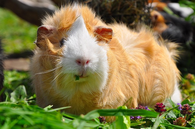 Steckbrief Meerschweinchen