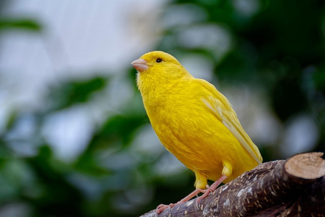 Steckbrief Kanarienvogel