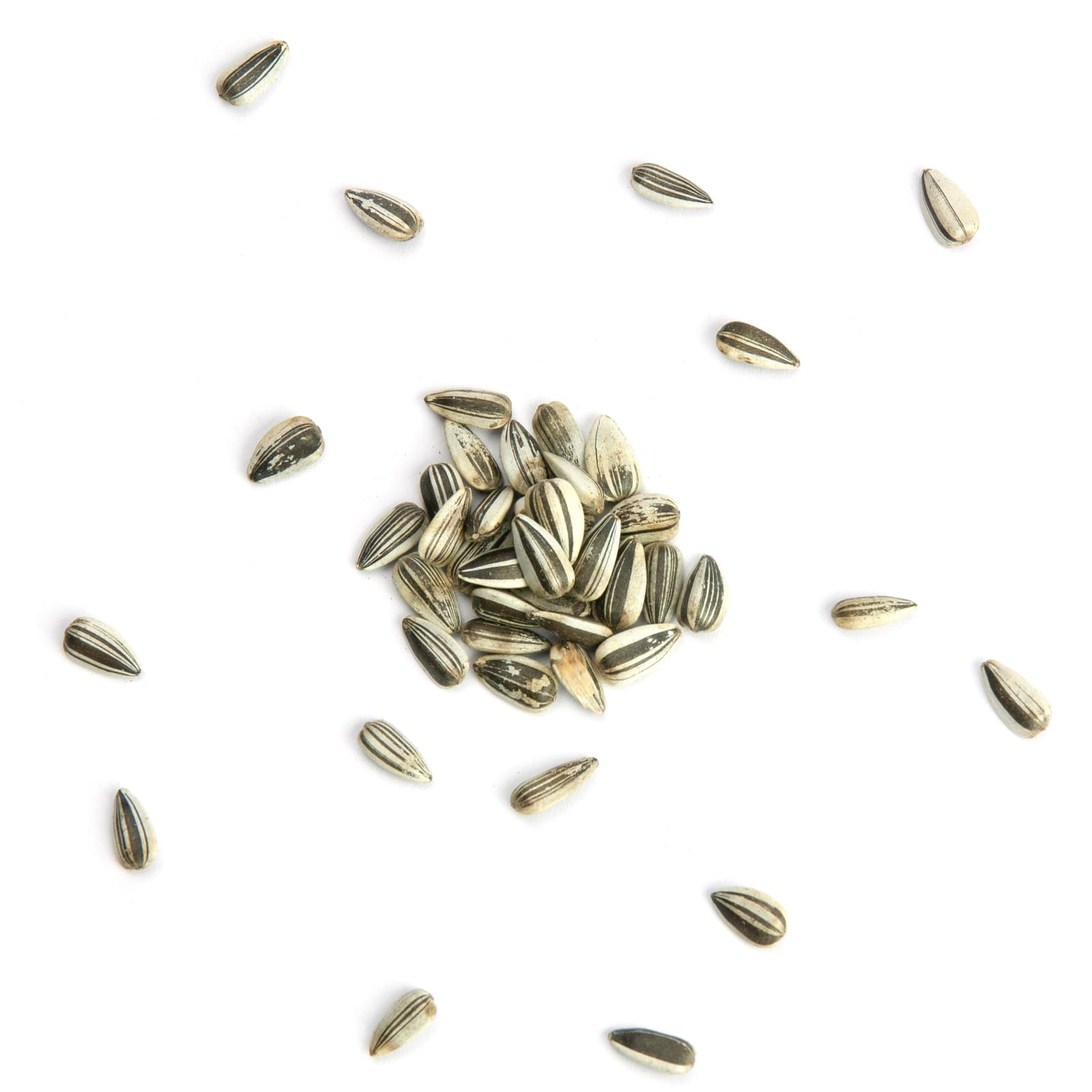 Mr-Crumble-Sonnenblumenkerne-gestreift-Shop-k Vogelfutter Sonnenblumenkerne gestreift