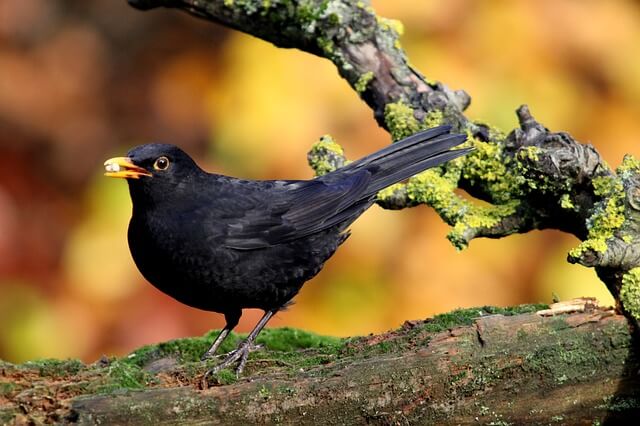 Steckbrief Amsel