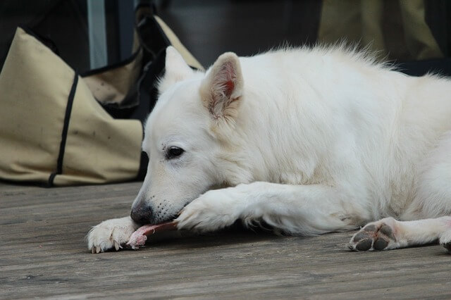 Welches Fleisch kann ich meinem Hund füttern?