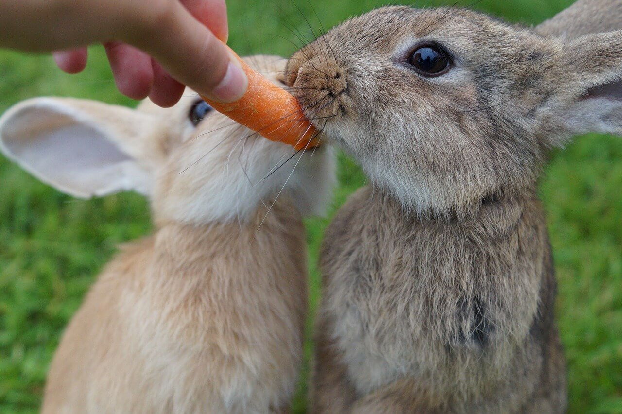 Möhren für Kaninchen Möhren für Kaninchen