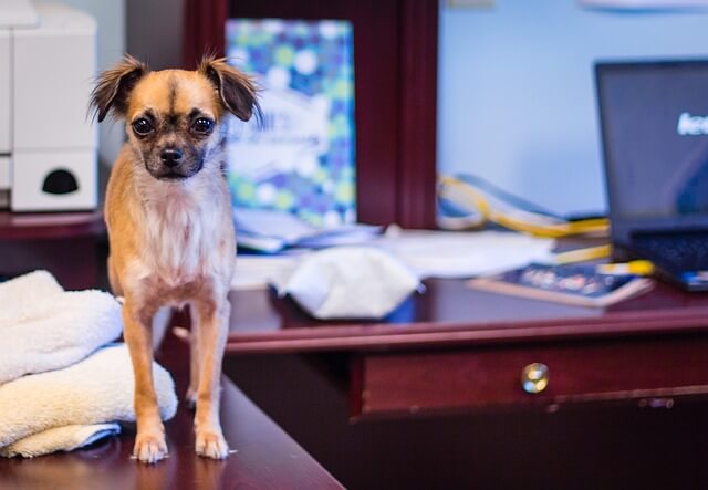 Berufstätig und Hund: Wie das funktionieren kann