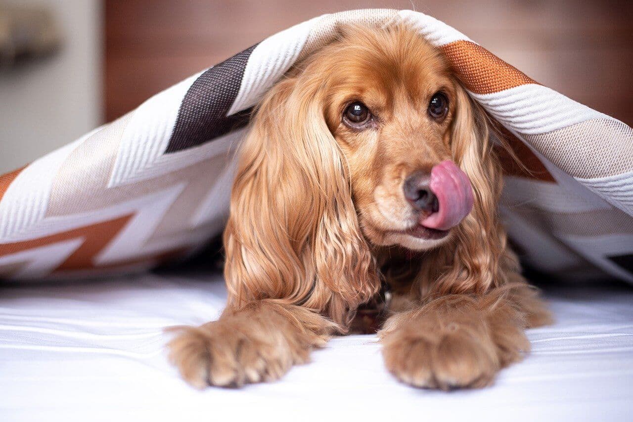 Dein Hund leckt die Decke ab? Das steckt dahinter