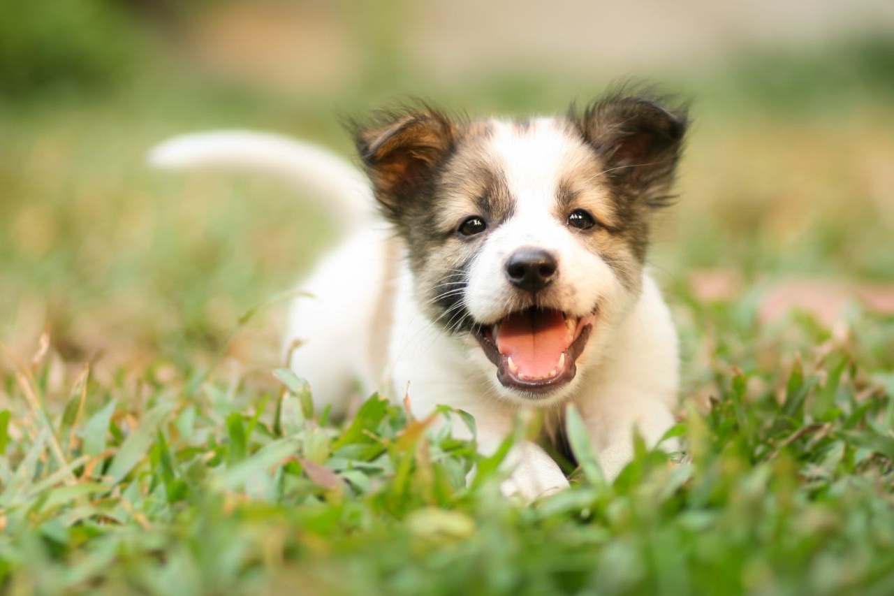 Tag der Hundewelpen: Ein Tag für Verantwortung und Tierschutz