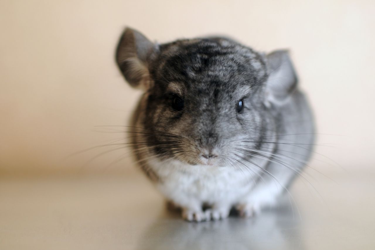 Chinchillas: Alles über Haltung, Alterserwartung und Pflege