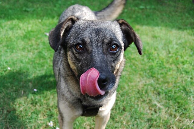 Dürfen Hunde Joghurt essen? 