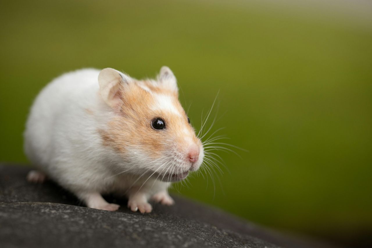 Weiß-oranger Hamster sitzt auf einem Stein.