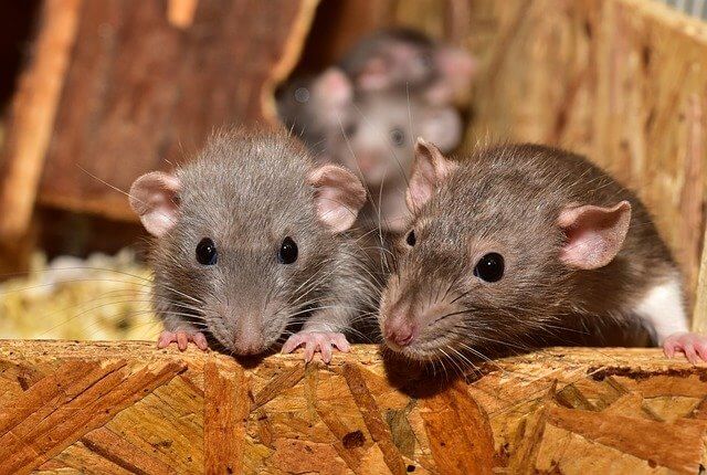 Beschäftigung für Ratten