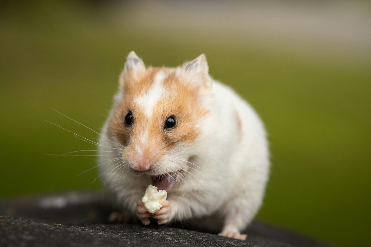 Hamster: Alles, was du über die niedlichen Haustiere wissen solltest