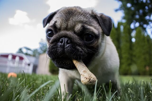 Hund versteckt sein Essen: Das steckt dahinter