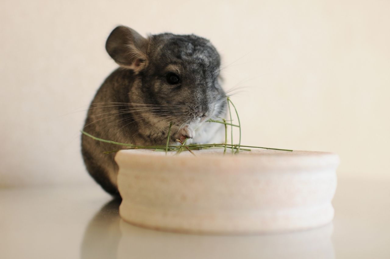 Steckbrief von Chinchillas