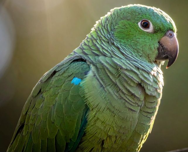 Grüner Amazonenpapagei