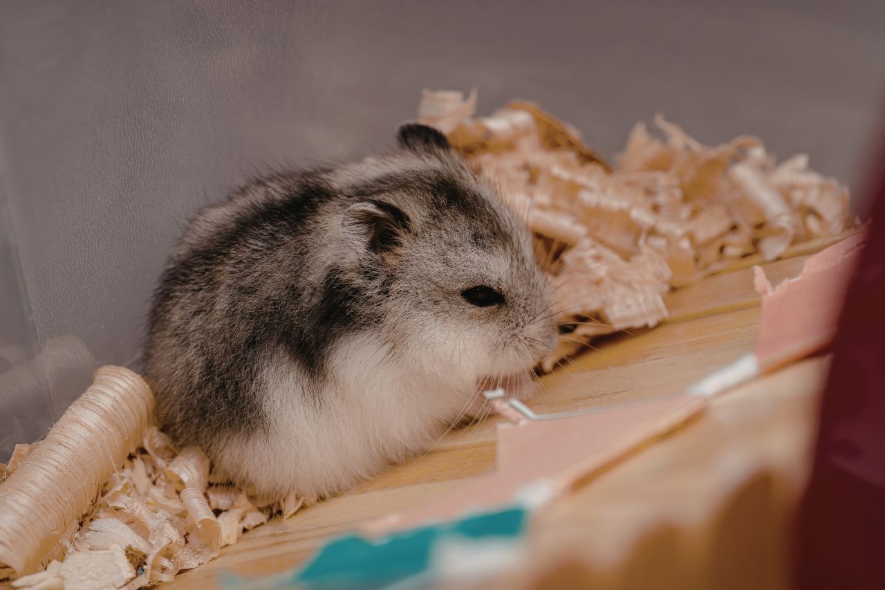 Wichtige Hamsterkrankheiten: Anzeichen, Symptome und Behandlung