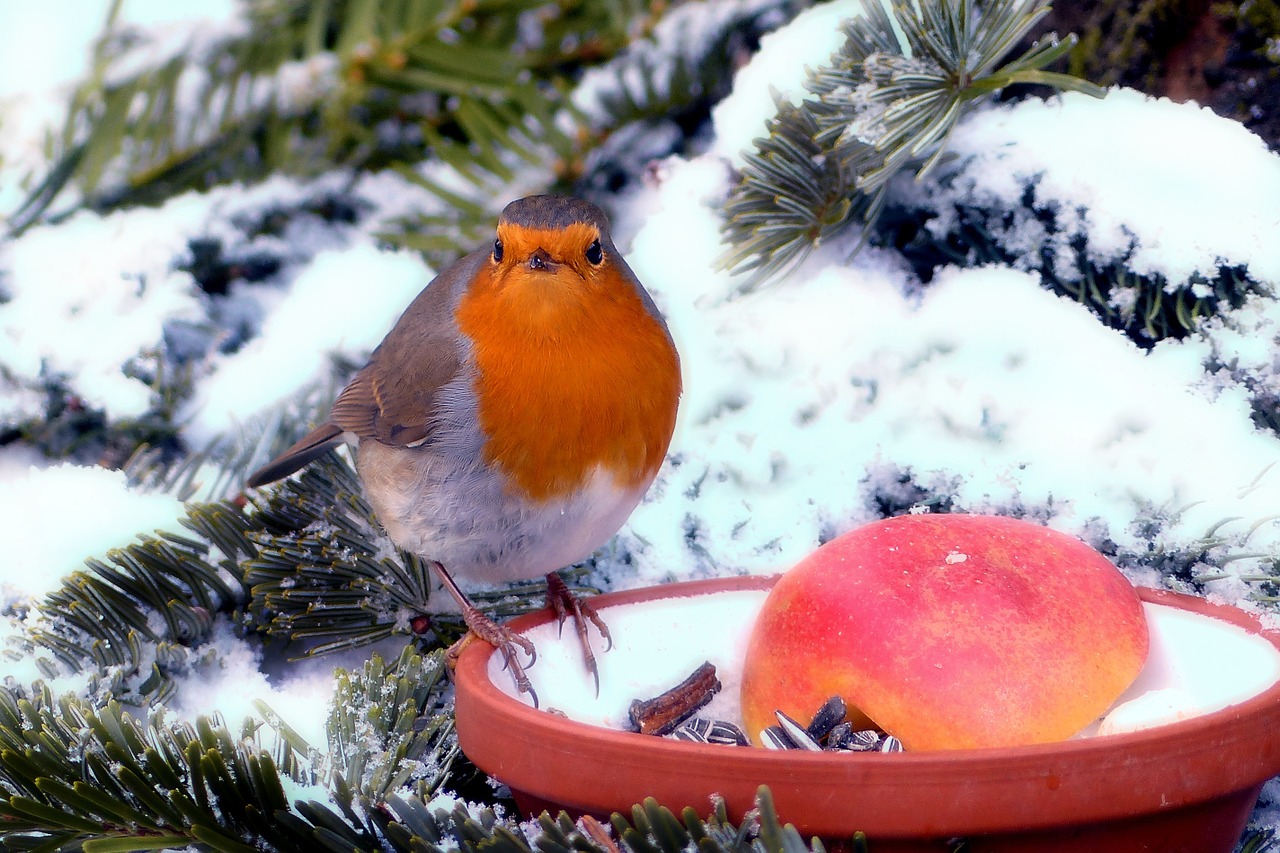 rotkehlchen-im-winter-fuettern Rotkehlchen füttern – Nützliche Tipps und Hintergrundinfos