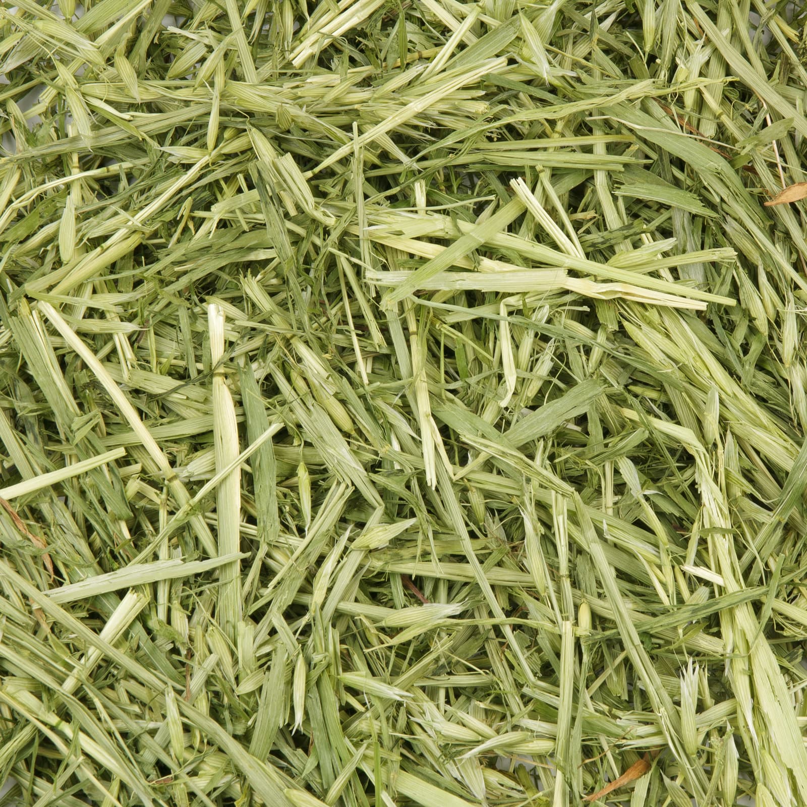 Mr-Crumble-MCN268-gruener-Hafer-Uebersicht-Shop-k Kaninchenfutter Gruener Hafer Uebersicht