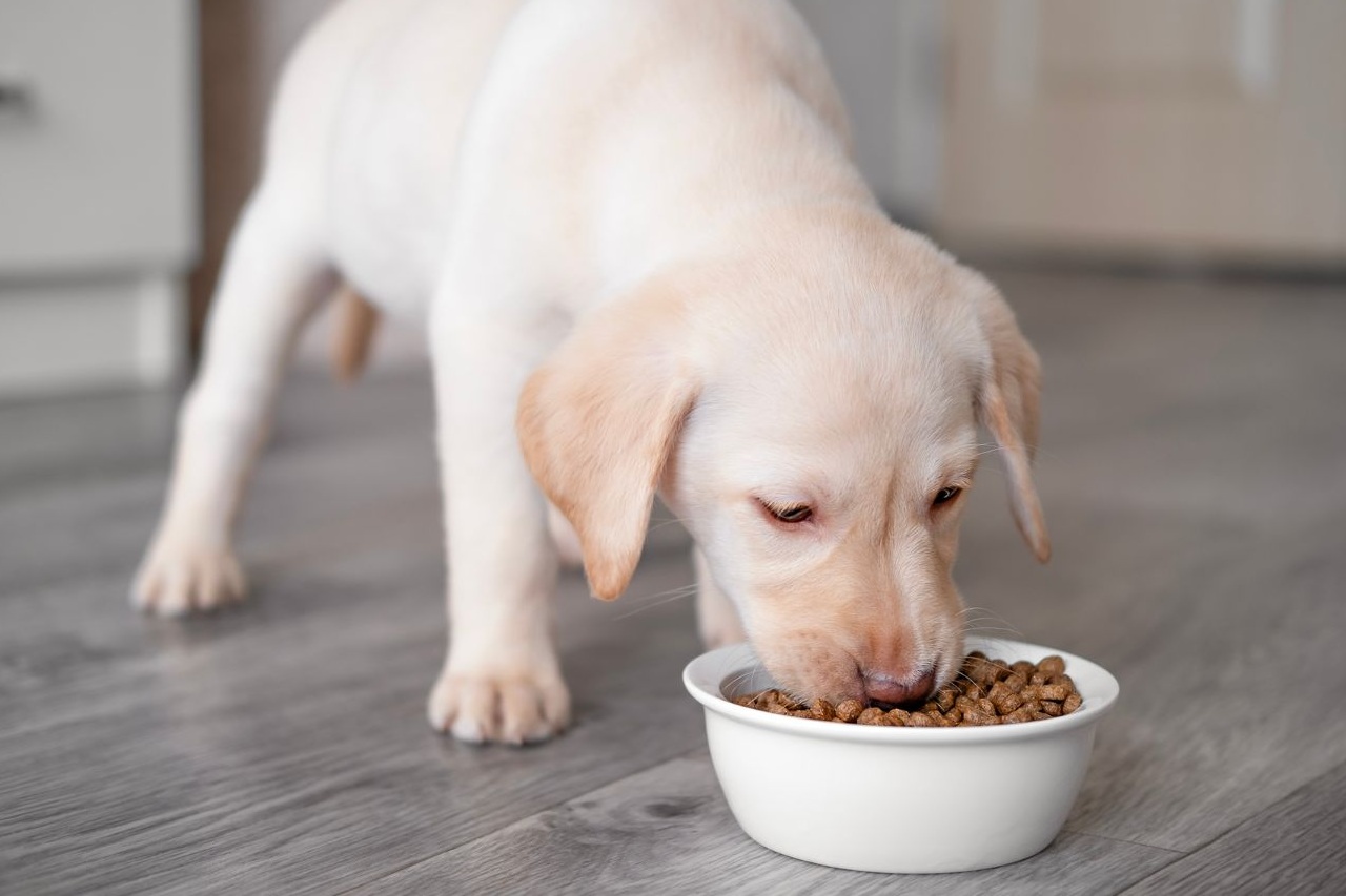 Wie lange Welpenfutter? So gelingt die Umstellung