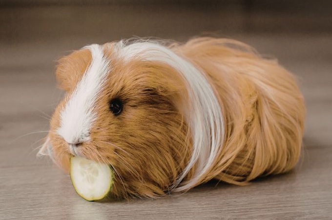 Welches Gemüse dürfen Meerschweinchen essen?