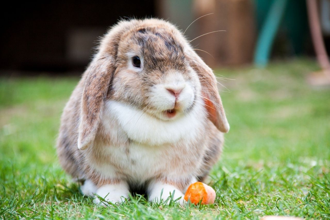 Kaninchen Ernährung: Was dürfen Kaninchen fressen?
