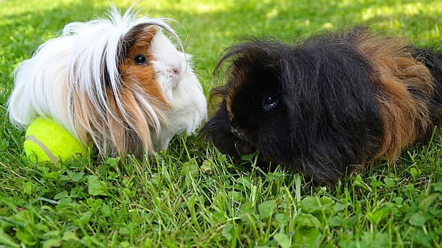 Alpaka Meerschweinchen: Rasseportrait