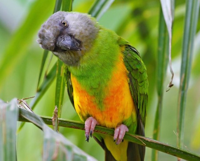 Grau-grün-gelber Senegalpapagei auf einem Ast sitzend