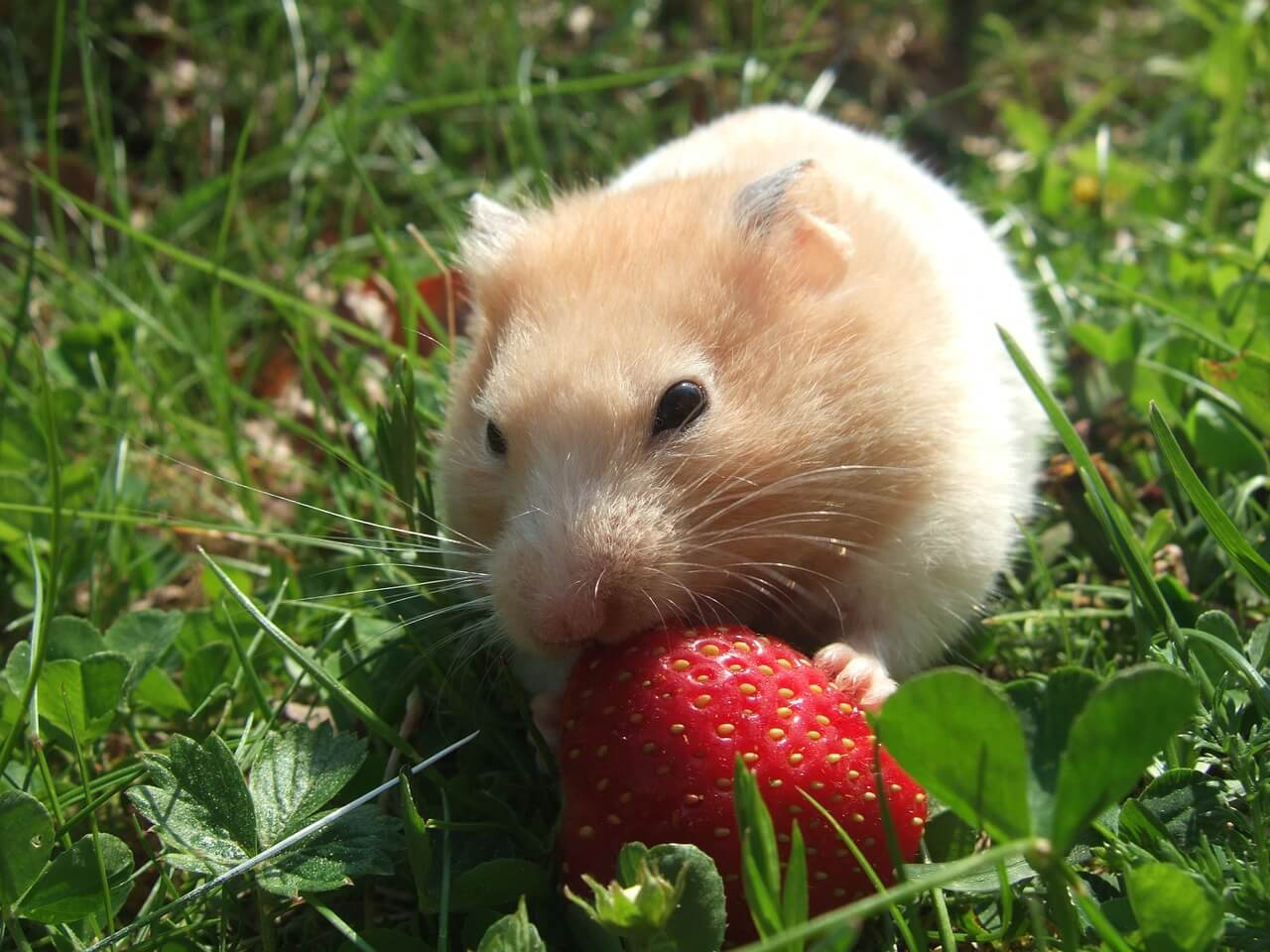 hamster-obst Welches Obst dürfen Hamster essen?