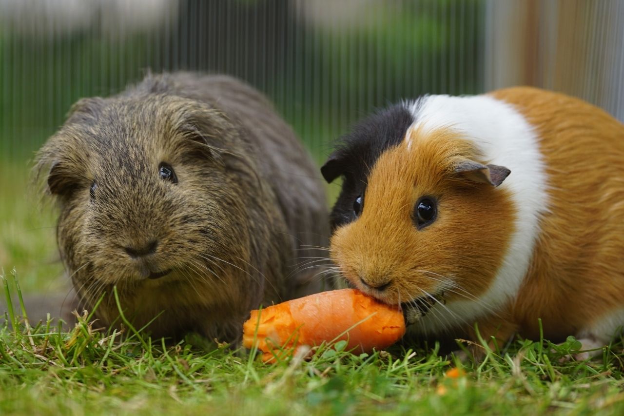 Was fressen Meerschweinchen? Futterliste und Ernährungstipps