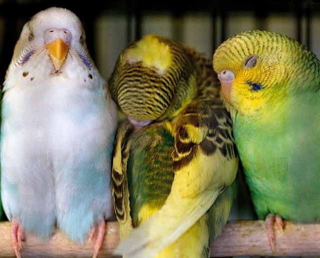 3 Wellensittiche auf einem Ast sitzend