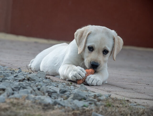 Welches Gemüse dürfen Hunde fressen