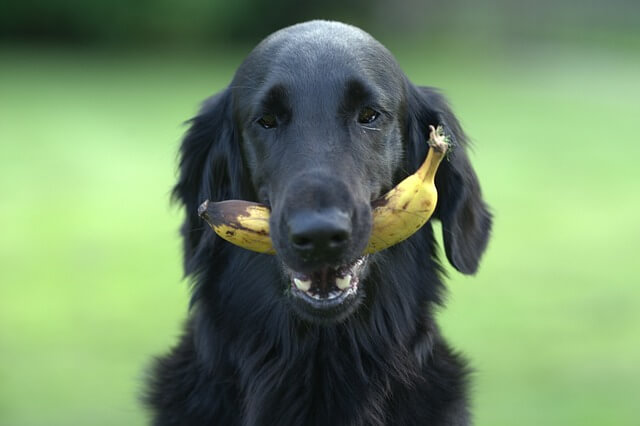 Welches Obst dürfen Hunde essen?
