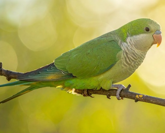 Grüner Mönchensittich auf einem Ast sitzend
