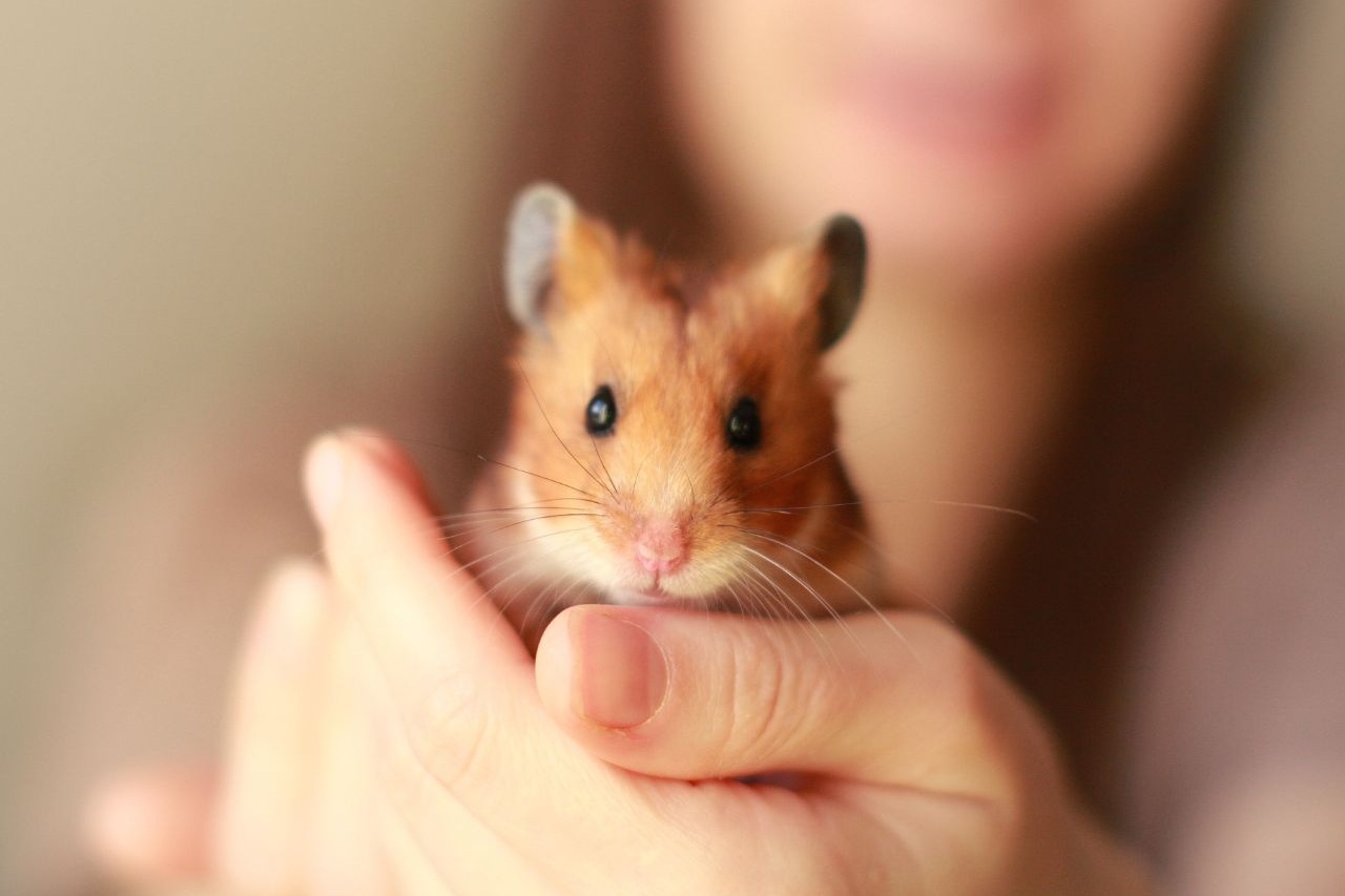 Hamster zähmen: So machst du es richtig
