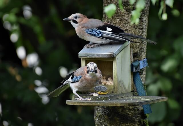 Vögel füttern auf dem Balkon ohne Dreck – 7 Tipps