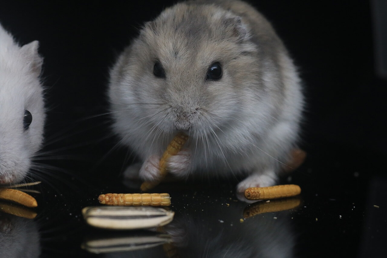 Dürfen Hamster Fleisch essen?