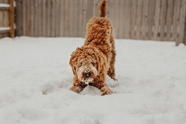 Hunde im Schnee – Tipps für ungetrübten Winterspaß
