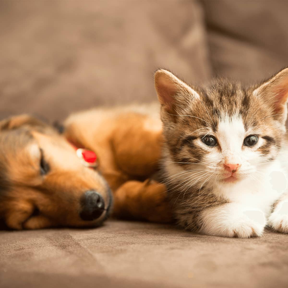 welthaustiertag-hund-katze Welt-Haustiertag: Ein Hoch auf unsere tierischen Begleiter
