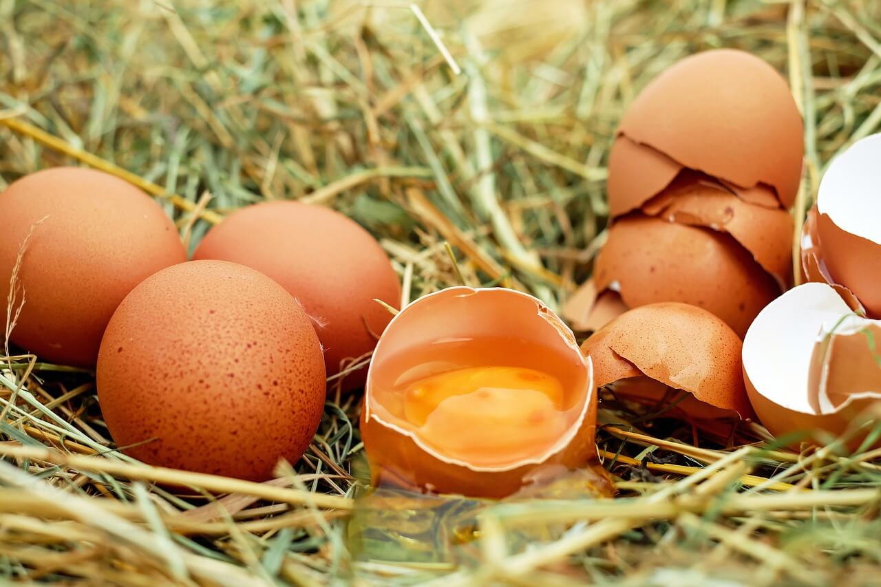 Rohe Eier sind nicht optimal für Hunde Rohe Eier sind nicht optimal für Hunde