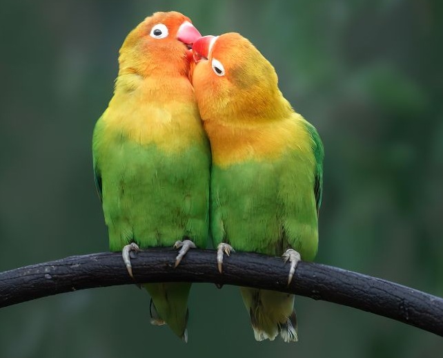 2 Unzertennliche auf einem Ast sitzend