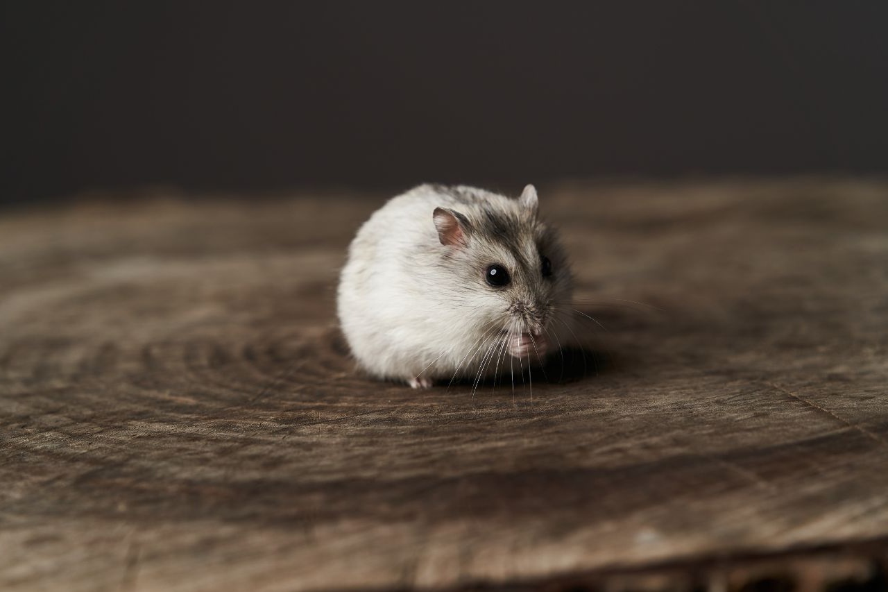 Dsungarischer Zwerghamster im Rasseportrait
