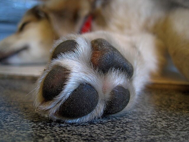 Hund knabbert an Pfote Hund knabbert an Pfote