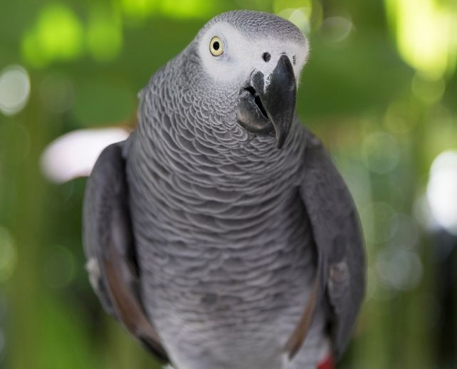 Grauer Graupapagei