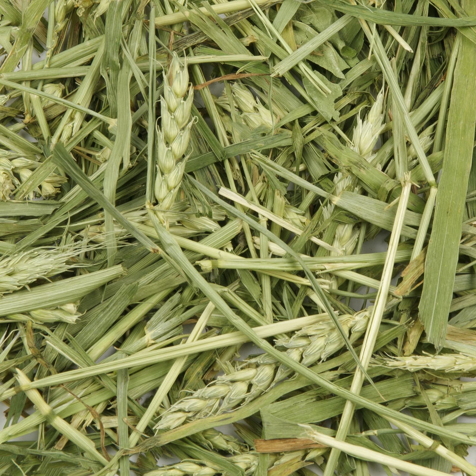 Mr-Crumble-MCN269-Gruener-Weizen-Uebersicht-k Kaninchenfutter Gruener Weizen Uebersicht