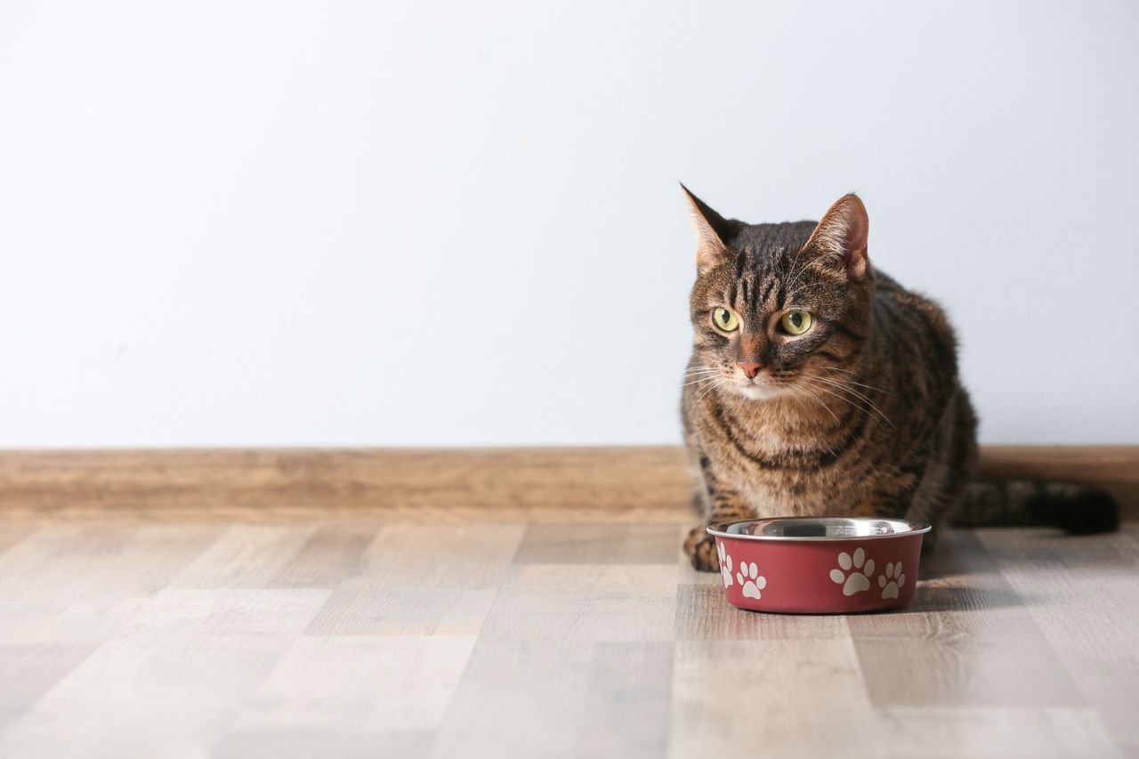 Getigerte Katze sitzt auf Holzboden vor einem roten Napf mit Pfotenmuster.