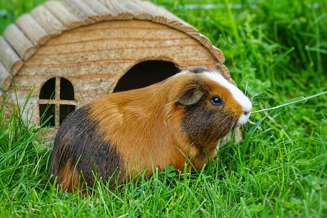 Meerschweinchen Haltung: So hältst du sie artgerecht