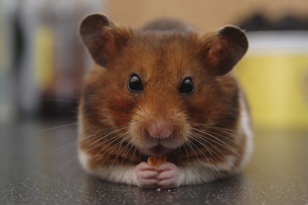 Was essen Hamster – das 1x1 der Hamster-Ernährung