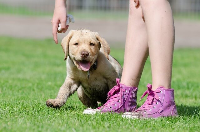 Wie oft muss ein Hund raus – Tipps zum Gassi gehen